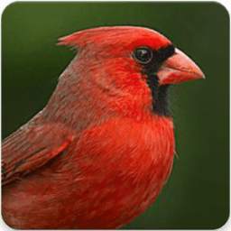 Cardinal Bird Sounds: Cardinal Sound&Cardinal Song