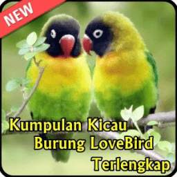 Kicau Burung LoveBird 2.0