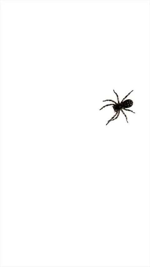 Spider Live Wallpaper 5 تصوير الشاشة