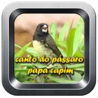 canto do pássaro papa capim on 9Apps