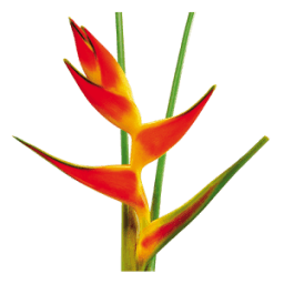 Diccionario Guaraní Español - OFFLINE أيقونة