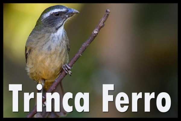Best Trinca Ferro BirdSong screenshot 1
