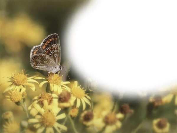 Butterfly Photo Frames LWP screenshot 1