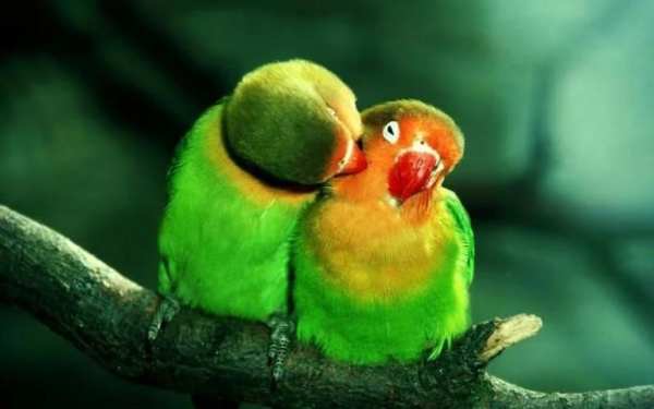 Parrot Bird HD Wallpaper स्क्रीनशॉट 4