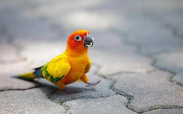 Parrot Bird HD Wallpaper स्क्रीनशॉट 5
