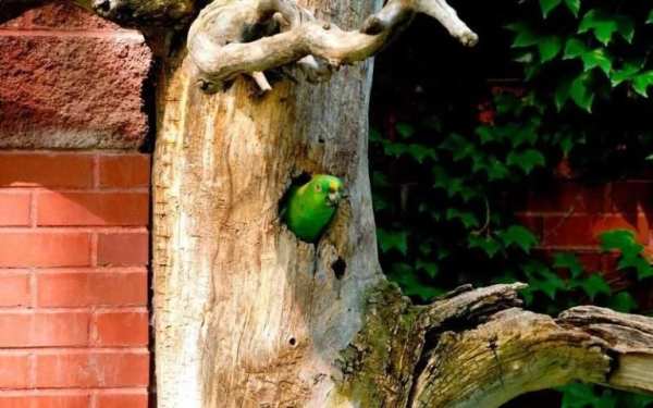 Parrot Bird HD Wallpaper स्क्रीनशॉट 6