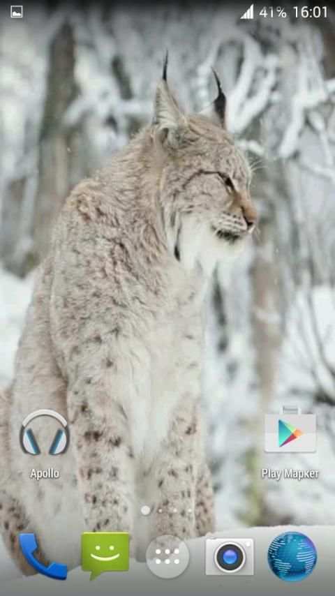 Lynx. Video Wallpaper screenshot 4
