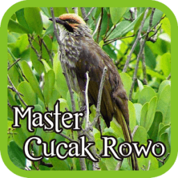 Master Cucak Rowo आइकन