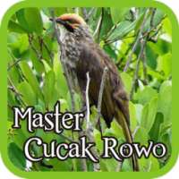 Master Cucak Rowo on 9Apps
