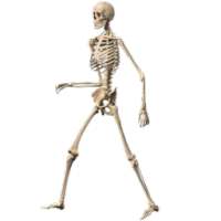 Skeleton Ragdoll, Walking dead