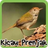 Kicau Prenjak on 9Apps