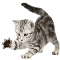 Лучшие аудиосказки Маршака on 9Apps