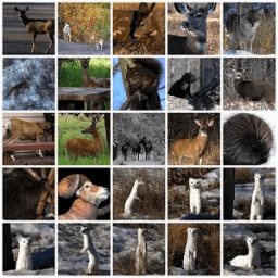 Animal Sounds Real. أيقونة