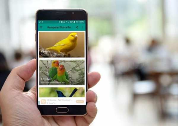 Kumpulan Suara Burung Offline скриншот 8