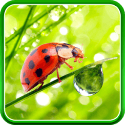 Macro Photos Live Wallpaper आइकन