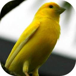 Bird Singing: Canary