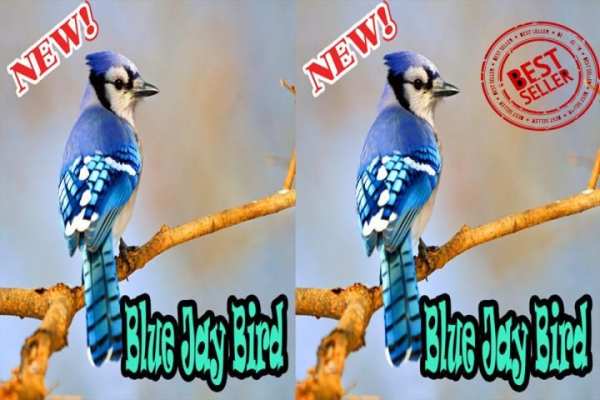 BLUE JAY BIRDS NEW скриншот 1