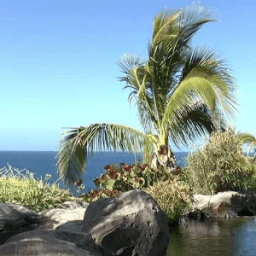 ikon Palm tree at the seaside