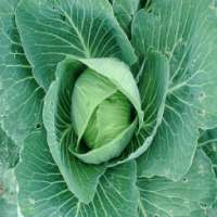 Cabbage For Health on 9Apps