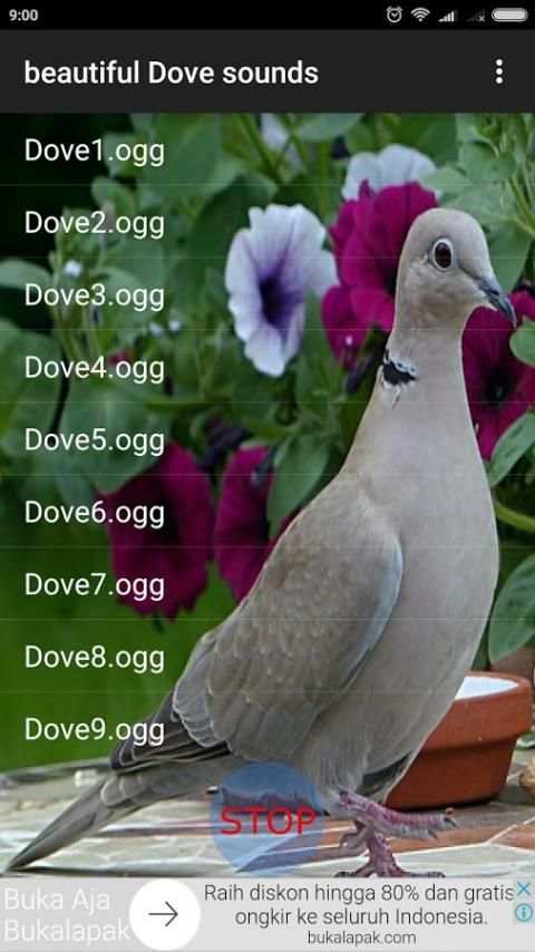 Beautiful Dove Sounds screenshot 1