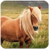 Horse Wallpaper on 9Apps