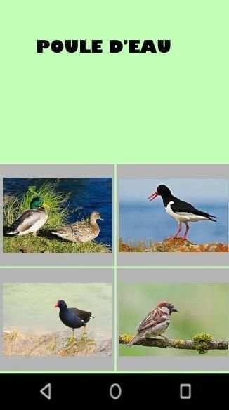 Birds and their Names Game-Quiz screenshot 3