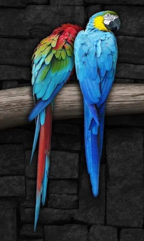 Bird Live Wallpaper скриншот 2