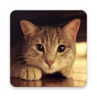 Cat Alarm and Ringtone Sounds on 9Apps