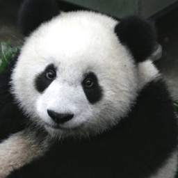 World of Animals 1.4