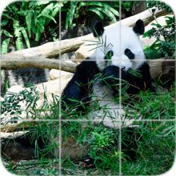 Animals Puzzle: Panda
