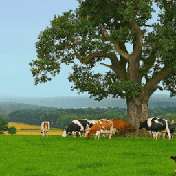 ikon Teka-teki Jigsaw Farm Free Game