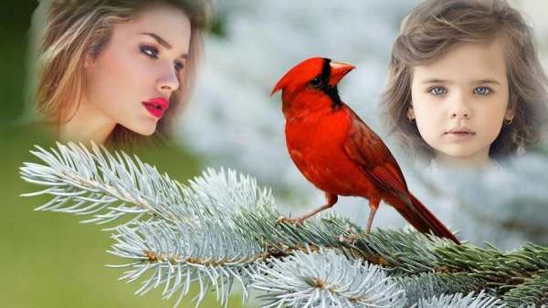 Birds Photo Frames 1 تصوير الشاشة