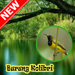 OCEHAN KOLIBRI TERBAIK icon