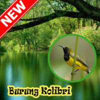 OCEHAN KOLIBRI TERBAIK on 9Apps