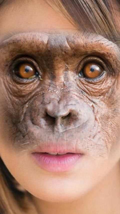 Animal Face Swap screenshot 5