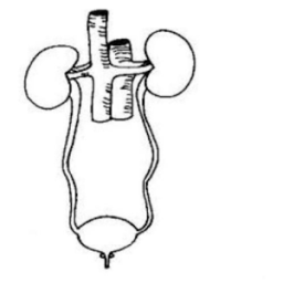 Urinary system quiz icon