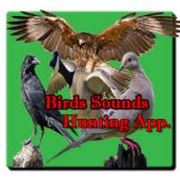 Bird Hunting All Birds Sounds/Calls In One App.