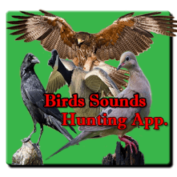 ikon Bird Hunting All Birds Sounds/Calls In One App.