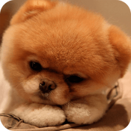 ikon Puppy Wallpaper