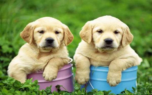 Puppy Wallpaper screenshot 4
