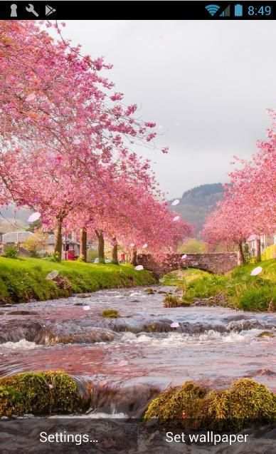 Sakura Live Wallpaper 3 تصوير الشاشة