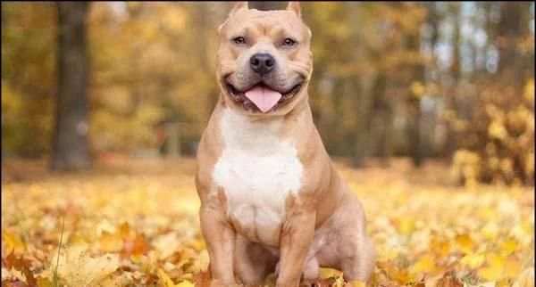Pit Bull Imagenes HD स्क्रीनशॉट 1