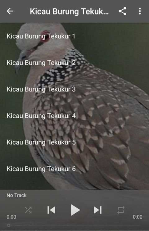 Kicau Burung Tekukur screenshot 1