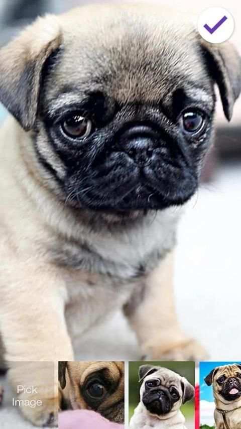 Pug Dog App Lock скриншот 1