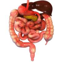 VR Human Digestive System