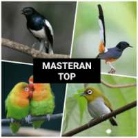 Suara Burung Kicau