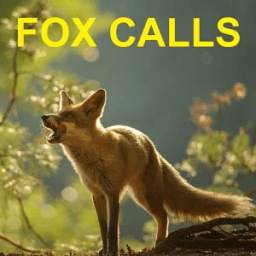 Predator Calls -Fox Hunting AU