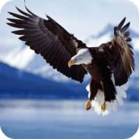 Bald Eagle Wallpaper on 9Apps