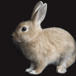 Rabbit Browser иконка