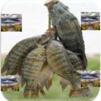 TILAPIA FISH BENEFITS AND DANG on 9Apps